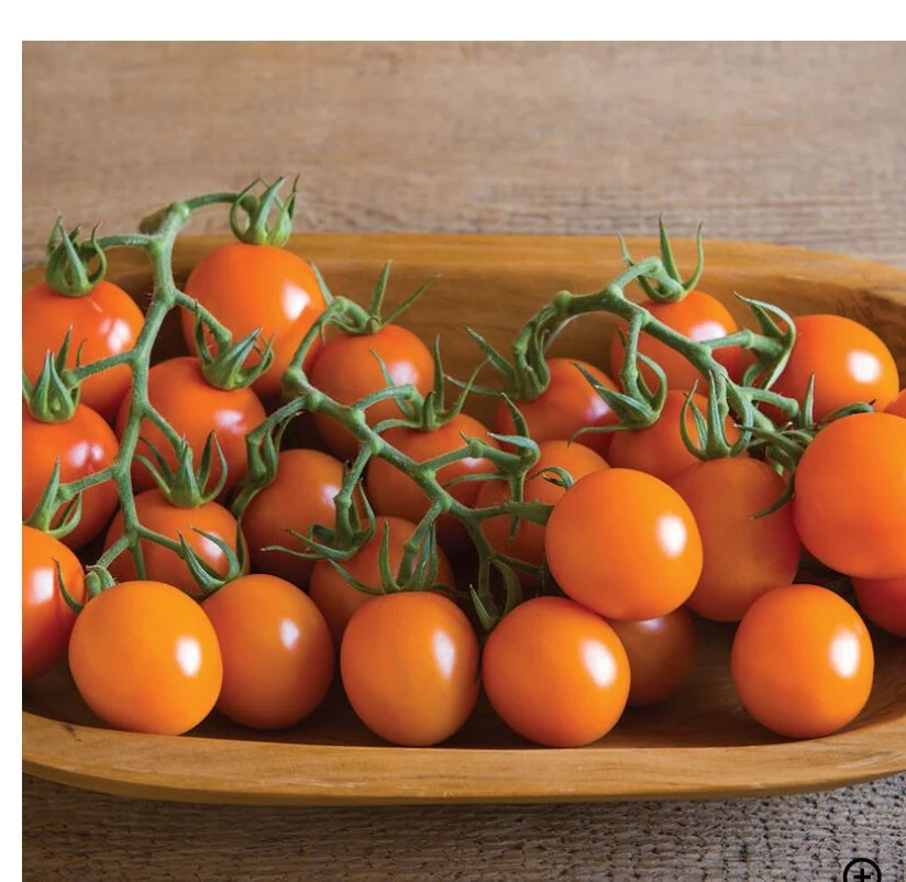 Tomates de distintos colores cosechados en el huerto